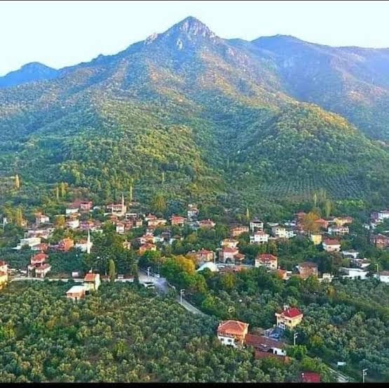 Orhangazi Zeytinlik Yatırım Rehberi